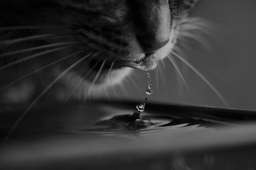 cat, nature, water, drink, pet, animal