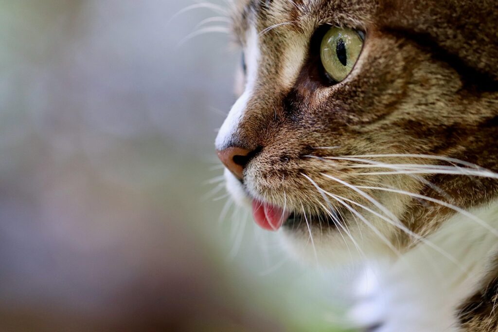 cat, cat tongue, cat eyes, mackerel, nature, domestic animal, tabby, gray tabby cat, gray cat, domestic cat, portrait, cat portrait, cat profile, the world of animals, mammal, pet, animal