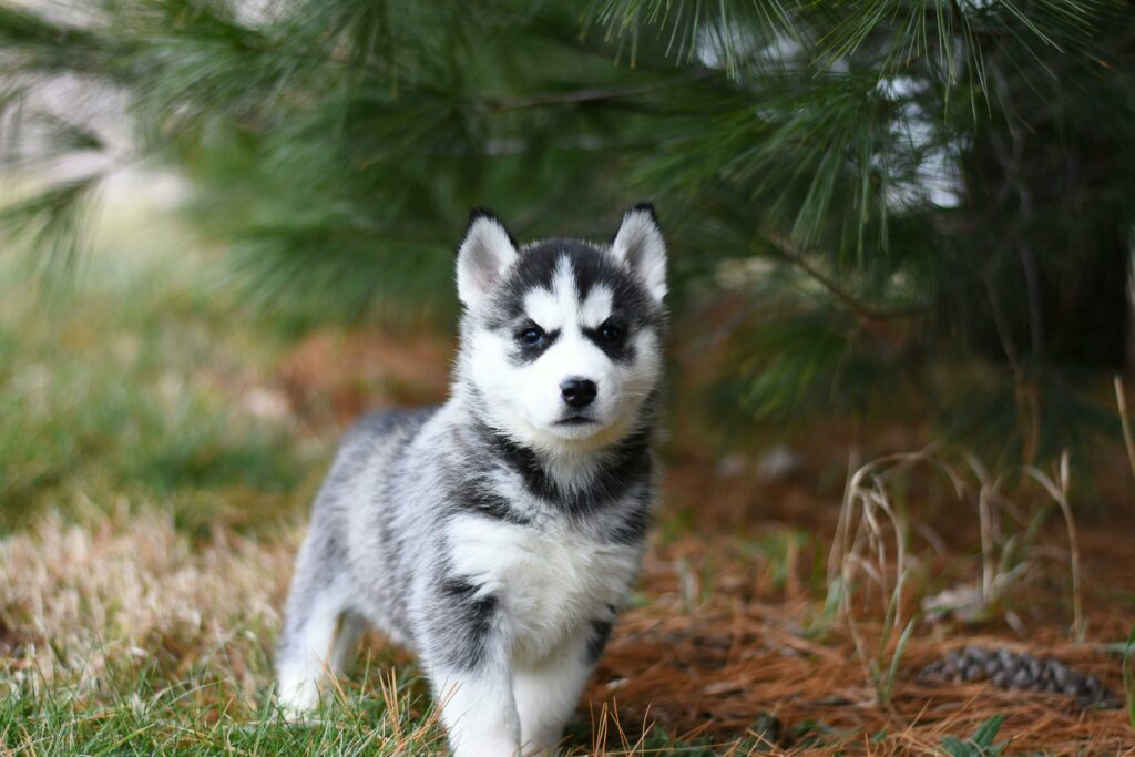 Cute Siberian Husky puppy standing on grass with pine trees in the background.